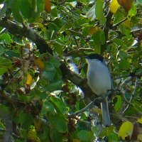 White-lored Gnatcatcher